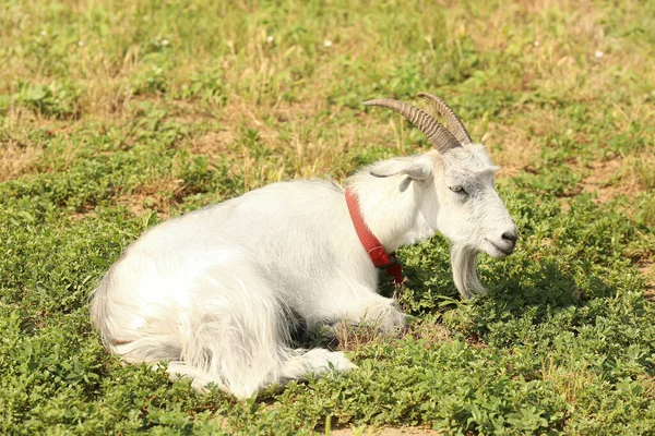 Cute Funny Goat Farm Sunny Day — Stock Photo, Image