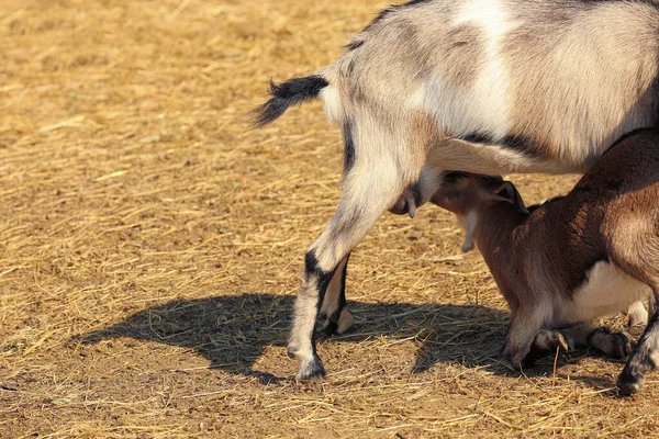 Cabra Alimentando Bebé Granja — Foto de Stock