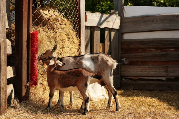 Lindas Cabras Divertidas Comiendo Heno Granja — Foto de Stock