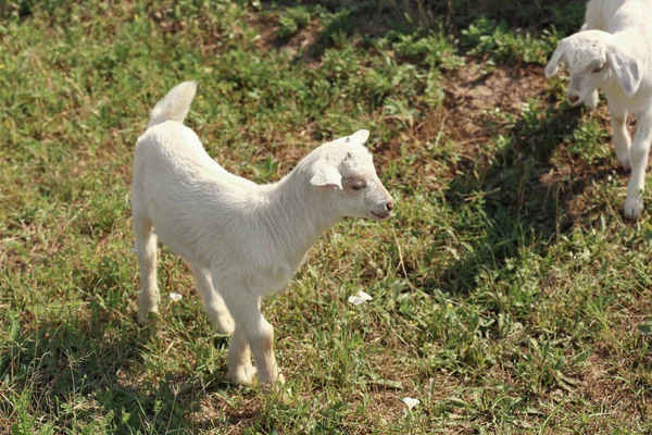 Lindo Bebé Cabras Pastando Granja — Foto de Stock