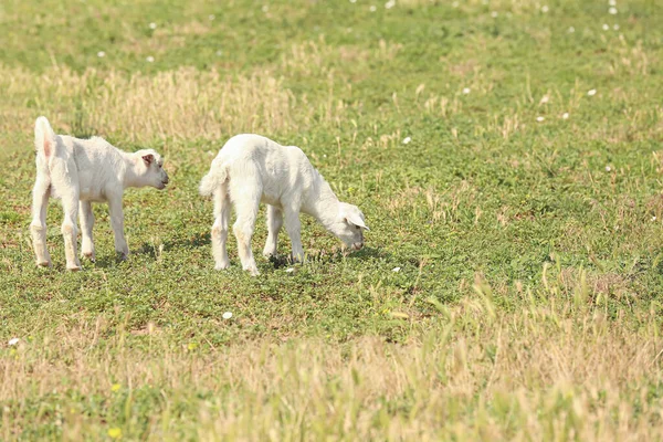 Lindo Bebé Cabras Pastando Granja — Foto de Stock