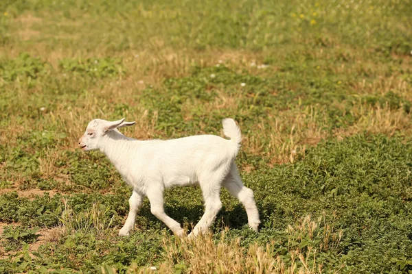 Cute Baby Goat Farm — Stock Photo, Image