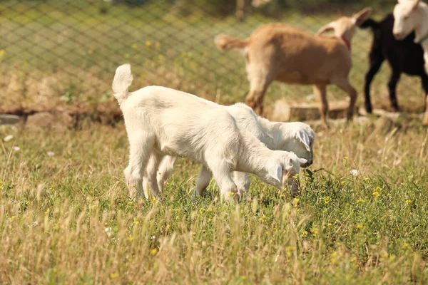 Cute Funny Goats Grazing Farm — Stock Photo, Image