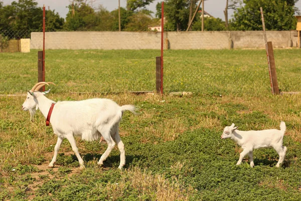 Cute Funny Goats Grazing Farm — Stock Photo, Image