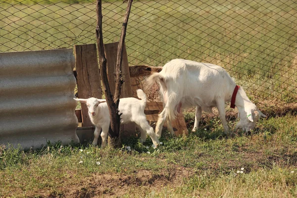 Lindas Cabras Divertidas Pastando Granja — Foto de Stock