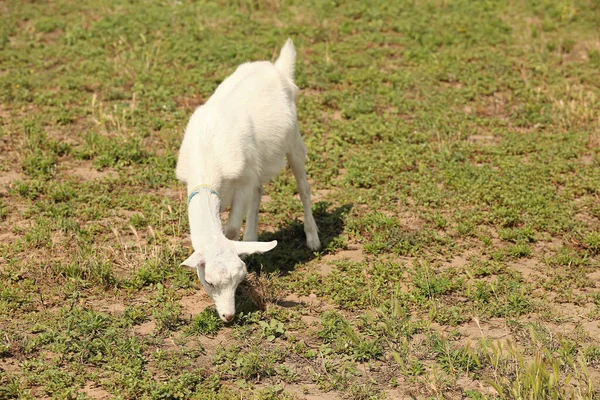 Cute Funny Goat Grazing Farm — Stock Photo, Image