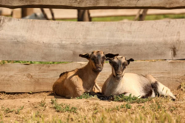 Cute Funny Goats Farm Sunny Day — Stock Photo, Image