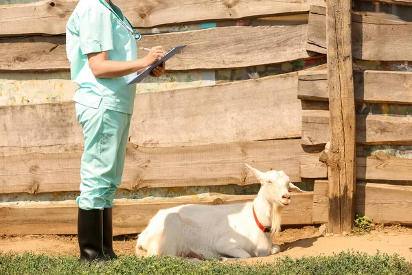 Veterinário Examinando Cabra Fazenda — Fotografia de Stock