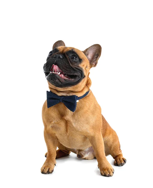 Lindo Bulldog Francés Con Corbata Sobre Fondo Blanco — Foto de Stock