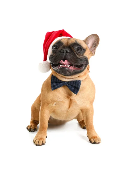 漂亮的法国斗牛犬 头戴白色背景的圣诞老人帽 — 图库照片