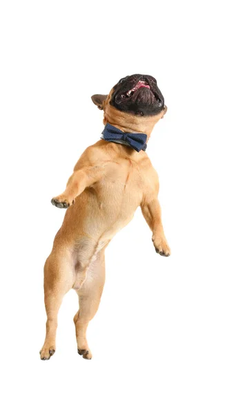 Niedliche Springende Französische Bulldogge Auf Weißem Hintergrund — Stockfoto