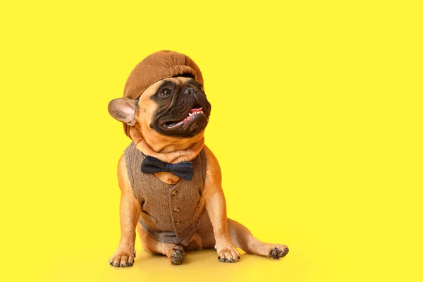 Lindo Bulldog Francés Moda Sobre Fondo Color — Foto de Stock