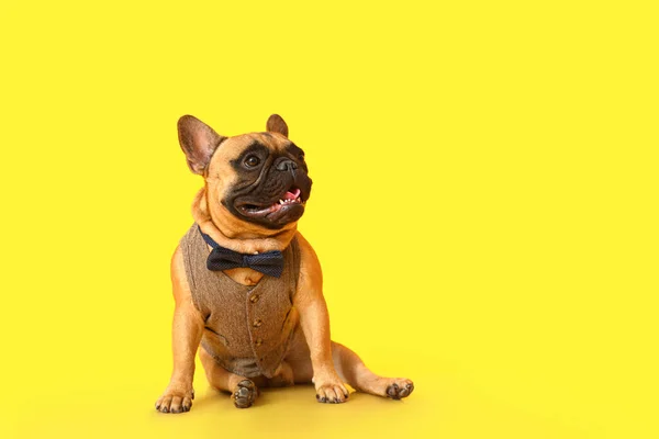 Carino Alla Moda Bulldog Francese Sfondo Colore — Foto Stock