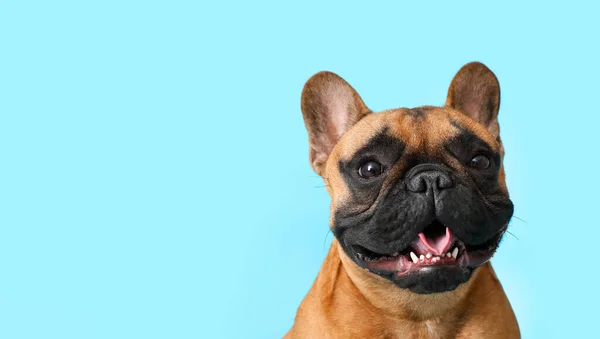 Lindo Bulldog Francés Sobre Fondo Azul —  Fotos de Stock