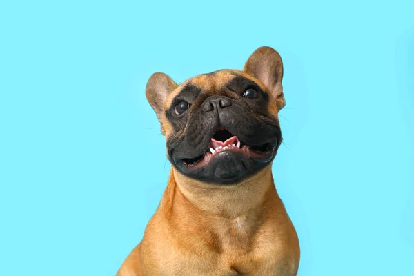 Lindo Bulldog Francés Sobre Fondo Azul —  Fotos de Stock
