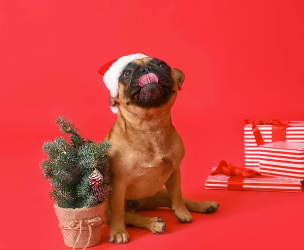 Roztomilý Francouzský Buldok Klobouku Santa Vánoční Stromeček Dárky Červeném Pozadí — Stock fotografie