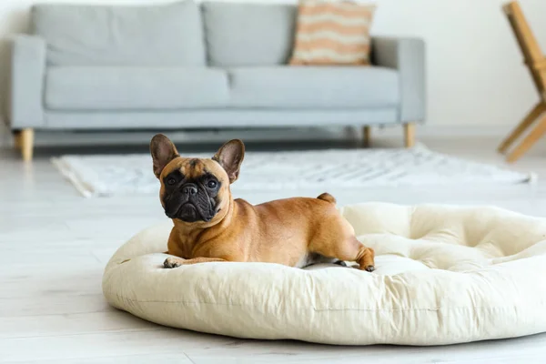 Cute French Bulldog Lying Pet Bed Home — Stock Photo, Image