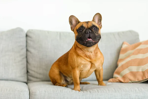 Lindo Bulldog Francés Sentado Sofá Casa — Foto de Stock