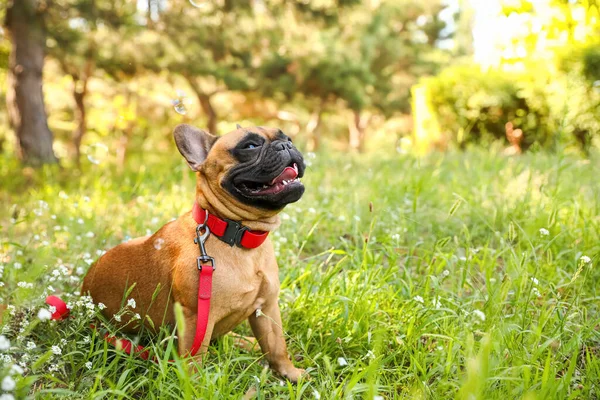 Cute French Bulldog Walking Park — Stock Photo, Image