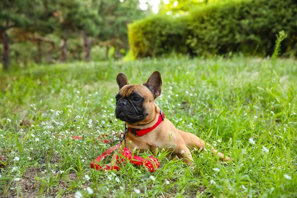 Lindo Bulldog Francés Parque Verde — Foto de Stock