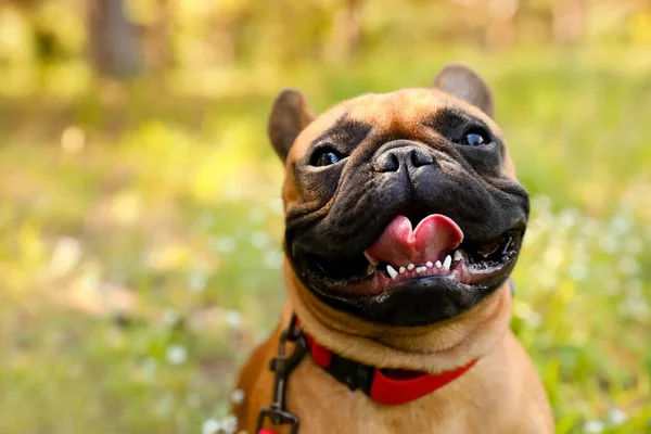 Cute French Bulldog Walking Park — Stock Photo, Image