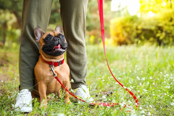 Lindo Bulldog Francés Con Propietario Parque — Foto de Stock