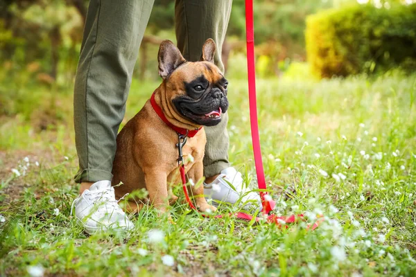 Cute French Bulldog Owner Park — Stock Photo, Image