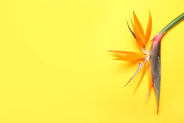 노란색 배경의 아름다운 줄무늬 클로즈업 — 스톡 사진