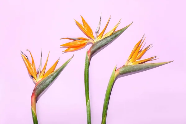 Tři Strelitzia Květiny Šeříku Pozadí — Stock fotografie