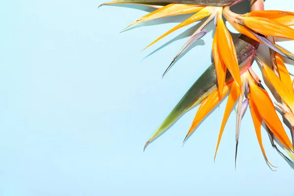 Güzel Cennet Kuşu Mavi Arka Planda Çiçekler Yakın Plan — Stok fotoğraf