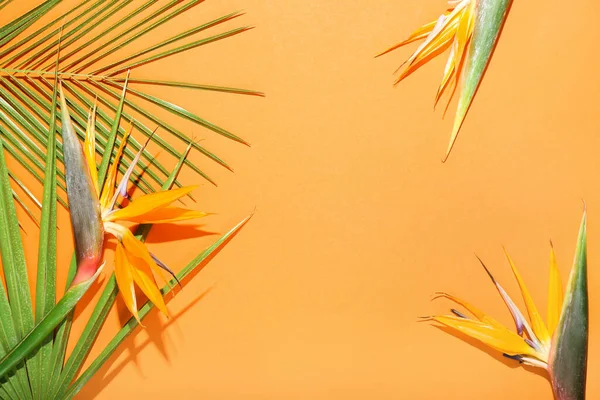 천연색 배경의 아름다운 줄무늬 야자나무 — 스톡 사진