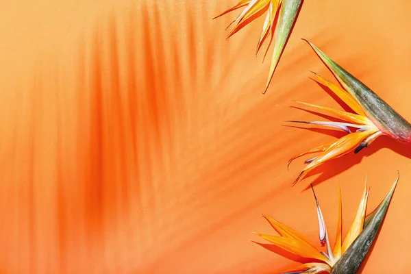 Güzel Strelitzia Çiçekleri Arka Planda Palmiye Yaprağı Gölgesi — Stok fotoğraf