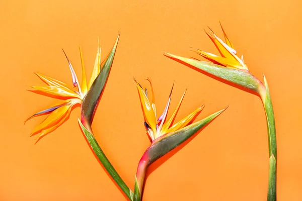 色の背景にStrelitziaの花 クローズアップ — ストック写真