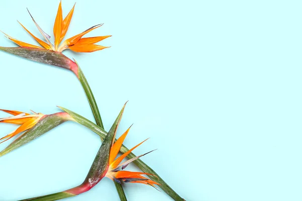 Mavi Arka Planda Güzel Strelitzia Çiçekleri Yakın Plan — Stok fotoğraf