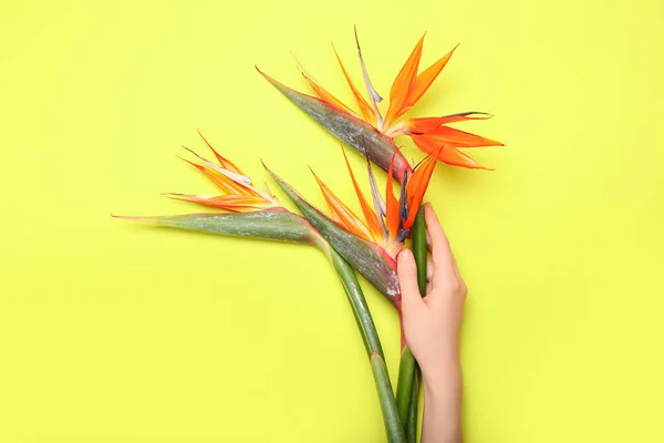 Female Hand Beautiful Strelitzia Flowers Color Background Closeup — Stock Photo, Image