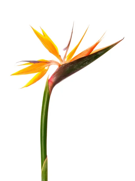 Piękny Kwiat Strelitzia Białym Tle Zbliżenie — Zdjęcie stockowe