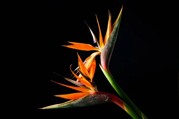 Hermosas Flores Strelitzia Sobre Fondo Oscuro Primer Plano — Foto de Stock