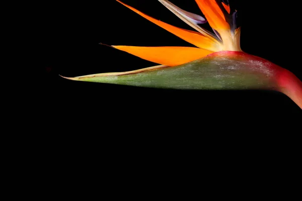 Gyönyörű Strelitzia Virág Sötét Háttér Közelkép — Stock Fotó