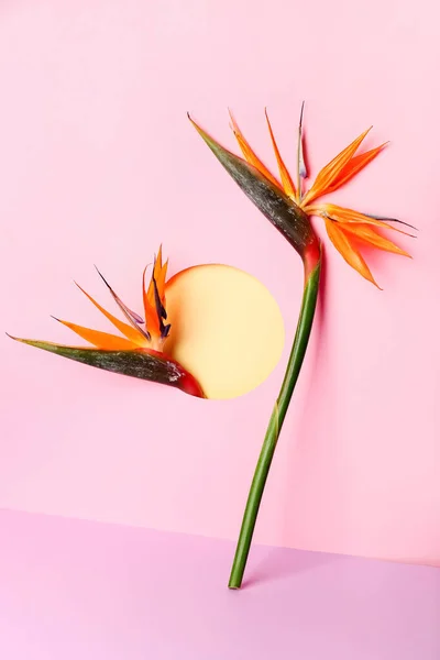 Composition Beautiful Strelitzia Flowers Color Background — Stock Photo, Image