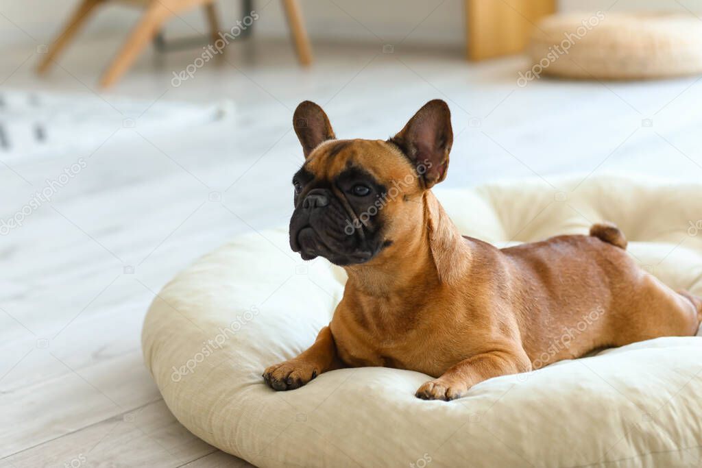 Cute French bulldog lying on pet bed at home