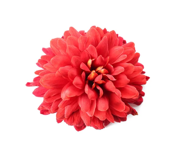 Beautiful Red Flower White Background — Stock Photo, Image