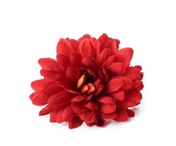 Beautiful Red Flower White Background — Stock Photo, Image