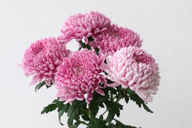 Açık arkaplanda pembe kasımpatı çiçekleri, yakın plan.