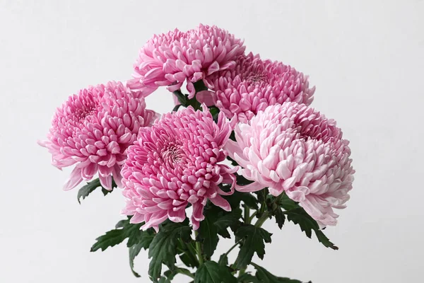 Açık arkaplanda pembe kasımpatı çiçekleri, yakın plan.