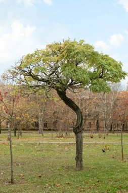 Sonbahar parkında yeşil yapraklı ağaç manzarası