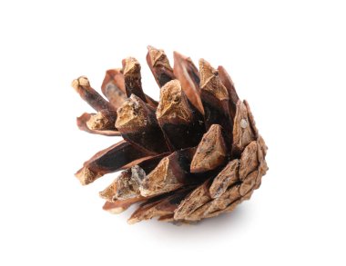 Beyaz arkaplanda güzel bir kozalak