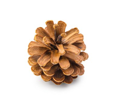 Beyaz arkaplanda güzel bir kozalak