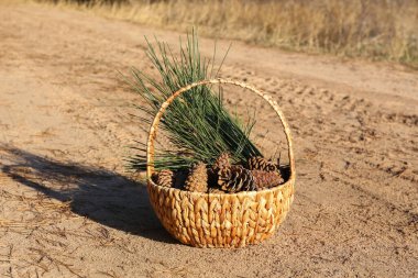 Güzel kozalaklı sepet ve ormandaki köknar dalları.