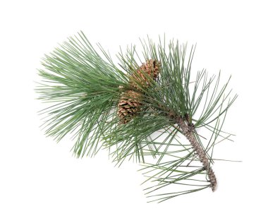 Beyaz arkaplanda çam kozalakları olan ana dal