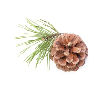 Beyaz arka planda güzel bir çam kozalağı olan fidan dalı